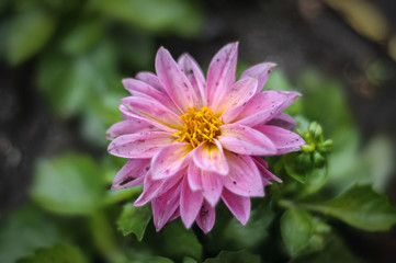 Obraz premium some flower