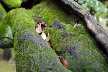 苔の生えた枝