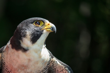 Peregrine Portrait 3