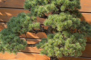 Bonsai exhibition outside on a sunny day.