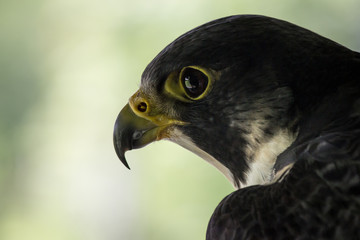 Peregrine Portrait 1