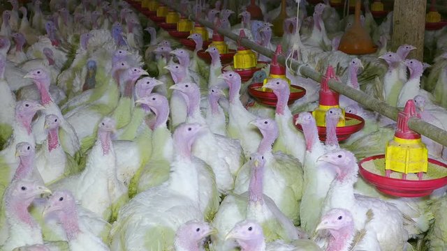 Flock of turkeys on farm