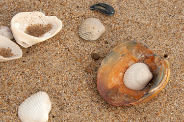 Seashell 3