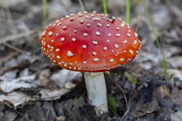 Red fly agaric, close-up. Amanita muscaria.