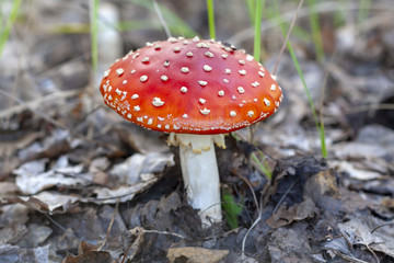 Red fly agaric, close-up. Amanita muscaria.
