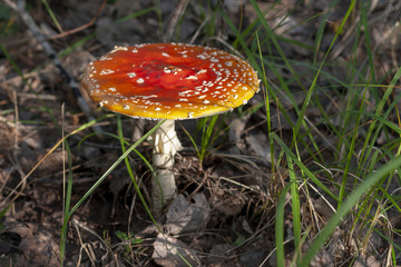 Red fly agaric, close-up. Amanita muscaria.
