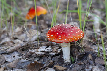 Red fly agaric, close-up. Amanita muscaria.