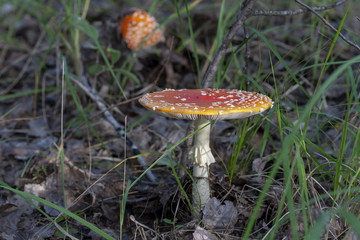 Red fly agaric, close-up. Amanita muscaria.