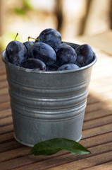 Frische Pflaumen im Zinkeimer