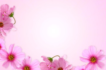 Fototapeta na wymiar pink flower background for cosmetics aromatic spa health nature concept background