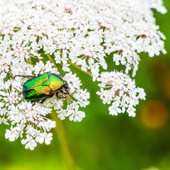 Rosenkäfer auf einer wilden Möhre