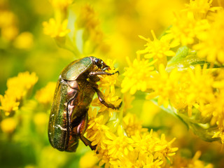 Rosenkäfer auf einer wilden Möhre
