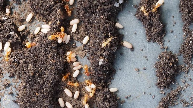 Yellow meadow ant, (also yellow hill ant) colony collecting eggs