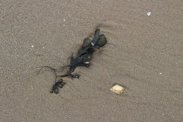 Shells and sand