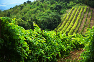 Fototapeta na wymiar Vineyard and vines in the early summer, royal vineyard.Vineyard, nature landscapape