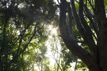 早朝の森の木漏れ日