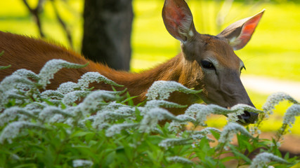 Friendly Doe