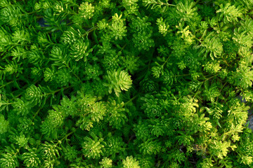 夕日に照らされた植物