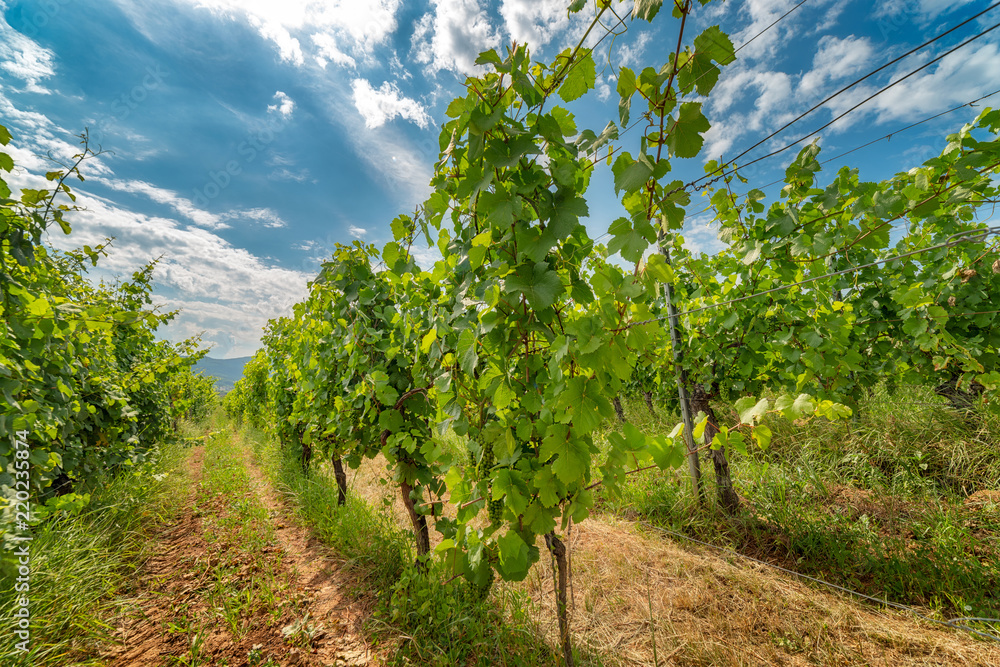 Wall mural Ingrapes in the vineyard