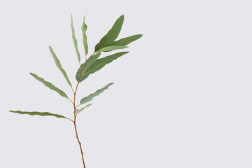 eucalyptus isolated on gray background with clipping path