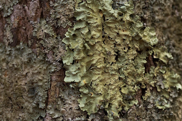 Lichen on Tree Bark at Flag Ponds Nature Park in Lusby Calvert County Southern Maryland Mid...