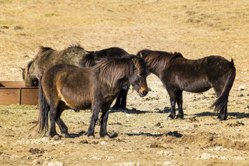 Icelandic horses in the pasture with mountains in the background.The Icelandic horse is a breed of horse developed in Iceland. The horses are small, at times pony-sized.