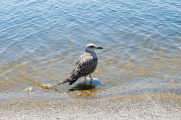 Seagull on the shore of a hot beach.Hot summer day.