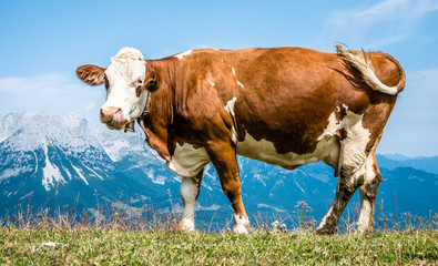 cow at the alps © fottoo