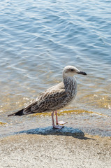 Seagull on the shore of a hot beach.Hot summer day.