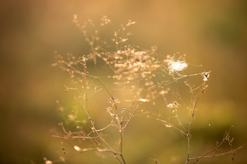 dry grass and web