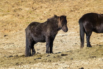 Icelandic horses in the pasture with mountains in the background.The Icelandic horse is a breed of horse developed in Iceland. The horses are small, at times pony-sized.
