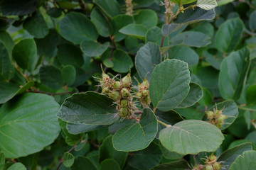 Fothergilla gardenii, USA