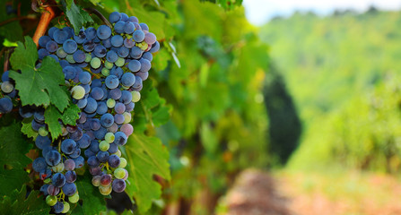 Large bunch of red wine grapes hang from a vine, warm. Ripe grapes with green leaves. Nature background with Vineyard. Wine concept - Powered by Adobe