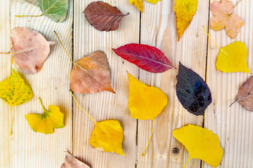 top view on colorful autumnal leaves on wooden background