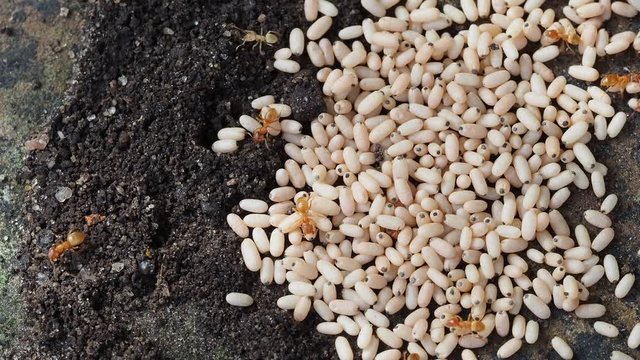 Yellow meadow ant, (also yellow hill ant) colony collecting eggs
