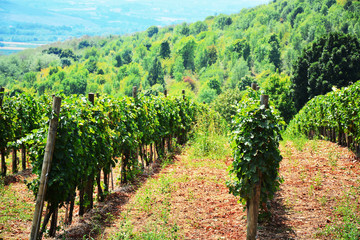 Fototapeta na wymiar Vineyard and vines in the early summer, royal vineyard.Vineyard, nature landscape.