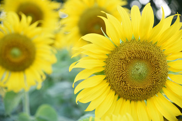 sunflower In the garden