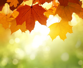 Naklejka na ściany i meble leaves in autumn forest