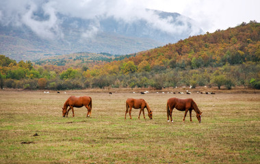 Fototapeta na wymiar Horses graze near the mountain in the pasture in the autumn.