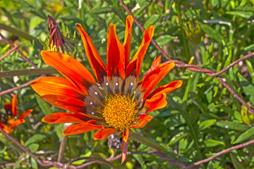 Red Cape Gazania wildflower