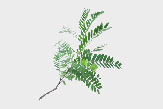 Tamarind leaves isolated on gray background with clipping path.