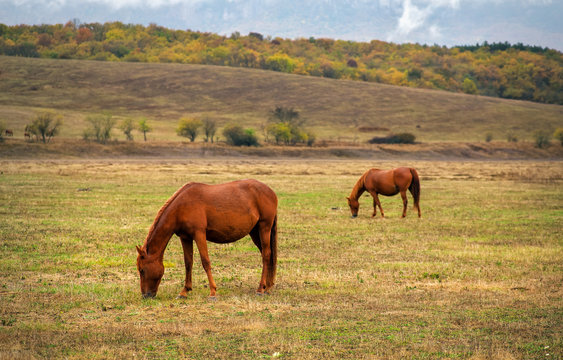 Horses graze near the mountain in the pasture in the autumn.