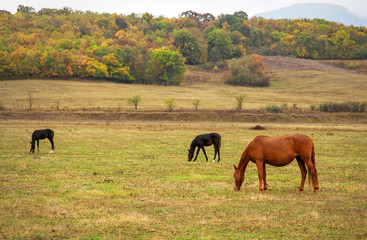 Horses graze near the mountain in the pasture in the autumn.