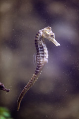 Portrait of a sea horse floating in the water