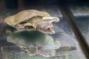 Obraz premium Turtle in the water in the aquarium