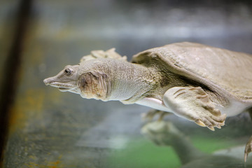 Turtle in the water in the aquarium