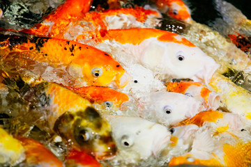 Multicolored fish carp on the water surface