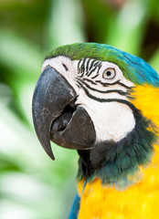 Portrait of a Blue-and-yellow Macaw Parrot