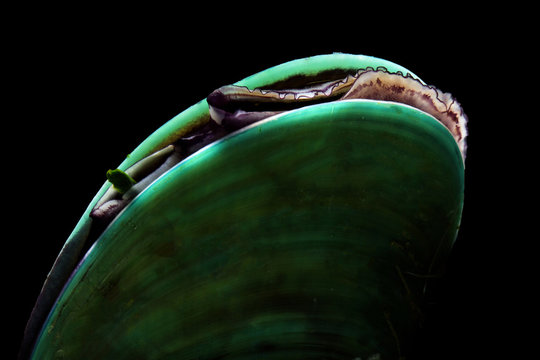A siphon of the Perna viridis or Asian green mussel isolated on black background.