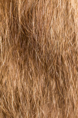 Wool on a cat as a background